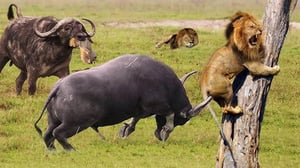 バッファローの群れが復讐したライオンの家族にとっての痛ましい結末