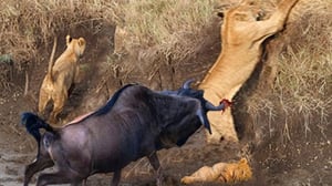 怒ったヌーが逃げるために角を使ってライオンを攻撃、予想外の結果に