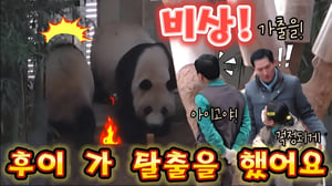 에버랜드 판다월드 2월 23일 일요일 💥후이 가 기회를 지켜보고 탈출을 가출을 시도하고 난동을 부렸어요.