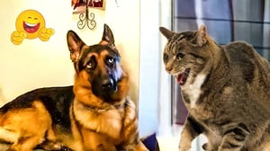 Best Pet Comedy Moments 😹🐶 Funniest Cats & Dogs to Make You Smile All Day