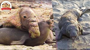 【悲劇】巨大獣・キタゾウアザラシのハーレムに密着！オスの抗争に巻き込まれ瀕死の赤ちゃんは母を呼び続ける…【どうぶつ奇想天外／WAKUWAKU】