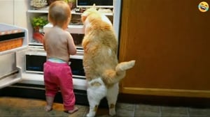 Funny ANIMALS videos😊Funniest CATS😹 and DOGS🐶 2024