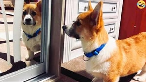 Funny ANIMALS videos 😅 Funniest CATS😺 and DOGS🐶 2024