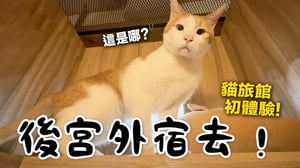 【黃阿瑪的後宮生活】後宮外宿去！貓旅館初體驗！