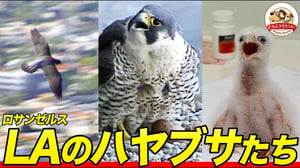 【オフィス街で空中ショー】ハヤブサたちがロサンゼルスの高層ビルに巣を作り鳩を食べる理由～子育てを手伝う研究者たち【どうぶつ奇想天外／WAKUWAKU】