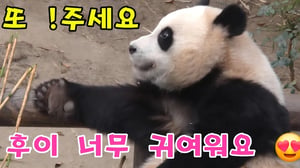 에버랜드 판다월드 🤨후이는 이모가 당근 🥕 한조각 으로 약올려서 슬퍼했어요