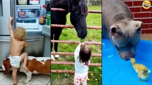 Funny animals videos 😂 Funniest CATS😺 DOGS🐕 Horse🐴 2024