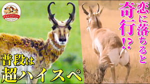 【超ハイスペック】8km先まで見通し高速で走るプロングホーン！恋に落ちると衝撃の奇行に走る!?【どうぶつ奇想天外／WAKUWAKU】