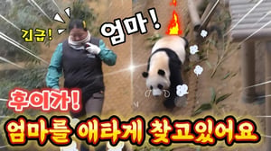 에버랜드 판다월드 🫢세상에 후이는 엄마를 애타게 찾고있어요 작은 손으로 땅을 파고는 울고있었어요 걱정되게 ㅠㅠ 😭 😢