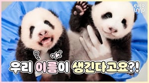 쌍둥이 아기판다 이름 투표 시작합니다❤