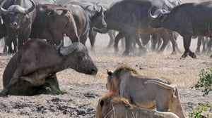 怒ったバッファローの群れはライオンに突撃し、かわいそうなバッファローを無事に救出しました