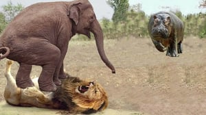 ライオンプライドは大きな獲物に痛烈に反撃されました - ライオン対ゾウ、カバ