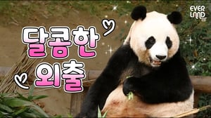 쌍둥이 판다 출산 후 더 예뻐진 아이바오, 선물같은 만남🖤│#Panda #Aibao