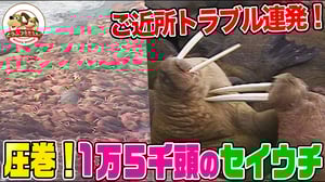 【大群】無人島に1万5000頭のセイウチが集結！ギューギュー詰めの海岸は奇妙なご近所トラブルの連続！さらにセイウチの体の色が変わる！？【どうぶつ奇想天外／WAKUWAKU】