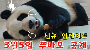 신규 업데이트 2025년 3월 5일 푸바오 보고싶어요 😢