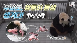 [비하인드] 푸바오, 언니됐어요!! 감동의 연속 국내 최초 '쌍둥이' 판다 탄생 스토리 대공개 | 에버랜드 판다월드