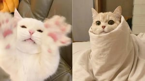 Funniest Cats | Don't try to hold back Laughter | Cutest Lands Part 51