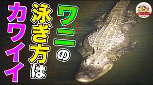 ワニの泳ぎ方がけっこうカワイイ♡【どうぶつ奇想天外／WAKUWAKU】