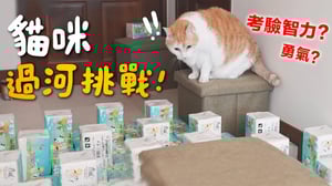【黃阿瑪的後宮生活】貓咪過河挑戰！到底考驗智力還是勇氣？