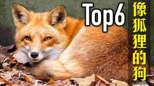 6種長得像狐狸的狗狗