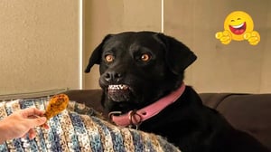 Smarty Funny Dog Video Compilation 😹🐶 Funny Dogs and Cats Make You Unable To Stop Laughing