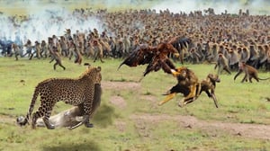 ワシはヒョウ狩りの王の目の前でヒヒを襲い、奪い、悲劇的な結末を迎えました