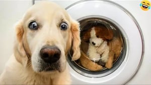 Funny ANIMAL videos🤗Funniest CATS🐱 DOGS🐶 and BIRDS🦜2024