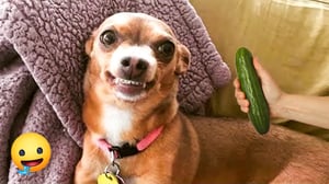 Funniest Cats And Dogs Videos 🤣🐶Cute and Funny Animals That Will Make Your Day