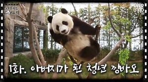 [ENG]슈퍼스타 딸을 둔 K-가장 러바오, 그 첫번째 이야기│#러부지는LOVE지 EP1. 아버지가 된 청년 낑바오