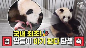 [최초공개] 쌍둥이 아기 판다 탄생 순간!! | 에버랜드 판다 아이바오 출산 현장