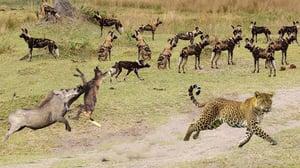 イノシシの出現により、空腹の野犬の群れが引き寄せられ、偶然にもヒョウの家族の逃走を助けてしまった