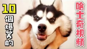 哈士奇搞笑的10個瞬間，真是萌死人了