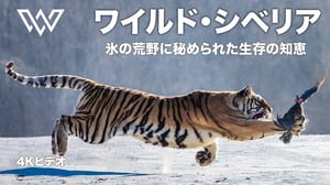 ワイルド・シベリア | 氷の荒野に秘められた生存の知恵 | 動物ドキュメンタリー