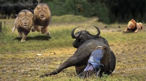母バッファローは捕食動物の王の絶え間ない攻撃から赤ちゃんを守ることができるでしょうか?バッファロー対ライオン、ヒョウ
