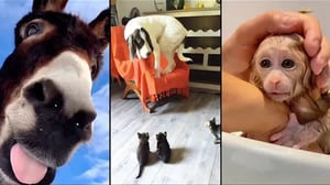 Funny ANIMALS videos 😂 Funniest CATS 😺 and DOGS 🐕 2024
