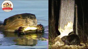 巨木を切り倒し、二本足で歩く！冬支度中のビーバーに密着したらスゴかった【どうぶつ奇想天外／WAKUWAKU】