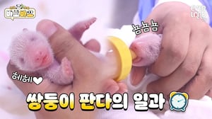 엄마 아이바오의 초유를 먹은 쌍둥이 아기판다 반응은?? | #바오바오 EP.1 사랑 가득❤ 초유를 먹어요🍼 | 에버랜드 판다월드