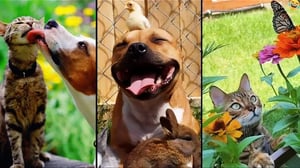 Funny ANIMALS videos  😂 Funniest CATS 😺 and DOGS 🐶 2024