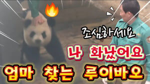 에버랜드 판다월드 💢갑자기 외출하는 엄마를 찾아 루이는 화가나서 정원을 뛰어다니는