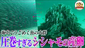 【圧巻】海を埋め尽くすシシャモの大群が一気に産卵し海底を真っ白にする衝撃映像！クジラ、クリオネ、巨大クラゲも登場するカナダの海の”生命の饗宴”【どうぶつ奇想天外／WAKUWAKU】