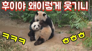에버랜드 판다월드 💢 아여사가 루이 후이 때문에 다크서클 심하고 피곤해 하던데 좀 도와주세요 😭