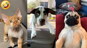 Pet That Make You Unable To Stop Laughing 😹🐶 Best Of The 2024 Funny Animal Videos
