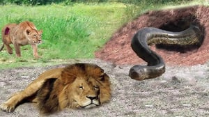 愚かにもライオンを待ち伏せ - パイソンはライオンから何度も痛烈な攻撃を受け続けている