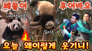 에버랜드 판다월드 💢 오늘 장난꾸러기 루이 후이 때문에 아여사가 계속 걱정하더구요ㅠㅠ 쉬고싶은데