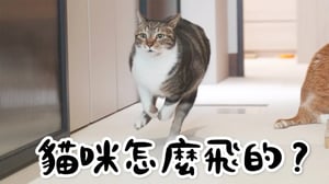【黃阿瑪的後宮生活】貓咪怎麼飛的？