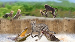 悲しすぎる - ワニに食べられた母チーター、ヒヒに誘拐された子チーター