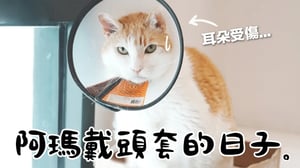 【黃阿瑪的後宮生活】阿瑪戴頭套的日子！耳朵受傷了！
