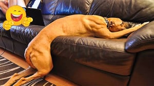 World's FUNNIEST ANIMAL VIDEOS! 😂 😹🐶 The Funniest Cats and Dogs That Will Make You Laugh Out Loud