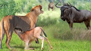 怒った母親ヌーは赤ちゃんを救うために力の限りライオンを攻撃しました