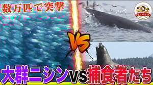 【壮絶】ニシンの大群vs捕食者たち！サメ、人間、トド、クジラたちが襲いかかる中で生き残り子孫を残すのは誰だ【どうぶつ奇想天外／WAKUWAKU】